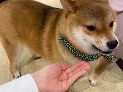 -逗柴咖啡屋·狗咖猫咖宠物桌游