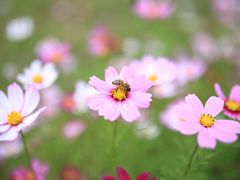 -桤木河湿地公园