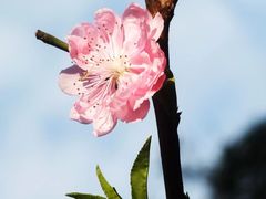 -桃花涧