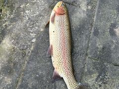 -钰田大院·碳烤虹鳟鱼·怀柔地道农家菜(雁栖湖店)