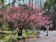 -上海海湾国家森林公园