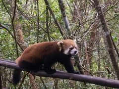 -普洱太阳河森林公园