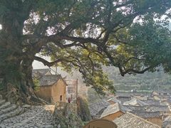 -杨家堂村