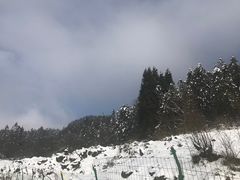 -武陵山森林公园