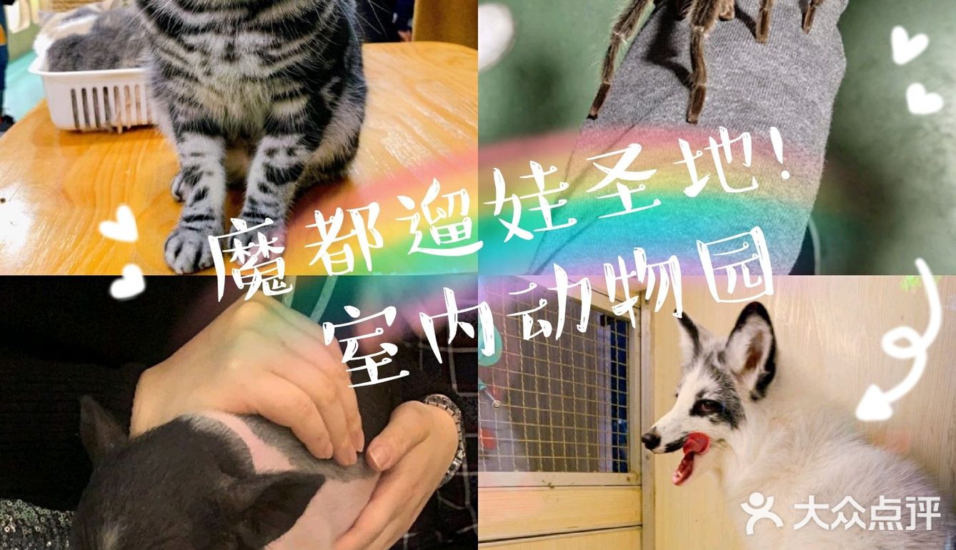 魔都遛娃新选择[调皮]室内动物园你心动吗[加油]