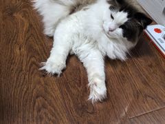 -全心全意连锁动物医院(加州店)