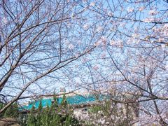 -武汉大学-樱园