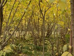 -三圣花乡旅游区