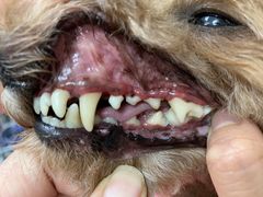 -宠福鑫康馨动物医院·骨科·眼科