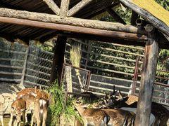 -青藏高原野生动物园