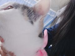 -BABYDOG宝贝狗宠物乐园(欧洲城店)