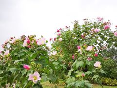 -桂溪生态公园
