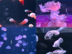 -欢乐海岸海洋奇梦馆