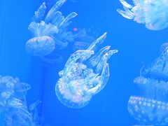 -福州罗源湾海洋世界旅游区
