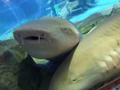 -锦艺城海洋馆