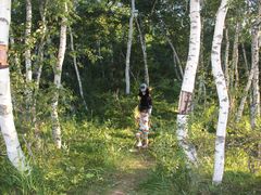 -乌兰布统景区-白桦林