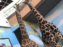 -陕西自然博物馆