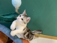-飞行喵MR PILOT|猫舍·猫咖(静安大融城店)