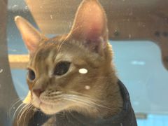 -BABIT巴比特宠物(MOMOPARK店)