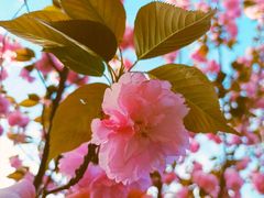 -高东镇樱花园