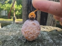 -上海佘山国家森林公园天马山园