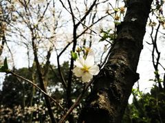 -武汉大学-樱园