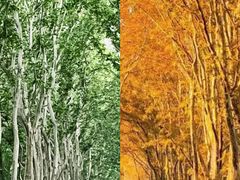 -应天大明王朝·南京菜(中山陵店)