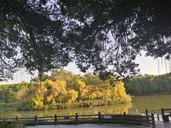 -大湾区中央湿地公园
