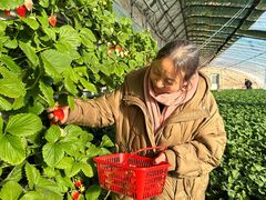 -大自然农场蔬菜草莓采摘园
