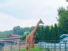 -大连森林动物园