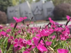-顾村公园