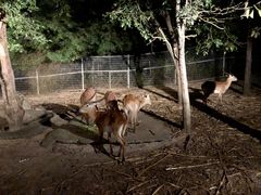 -清迈夜间动物园