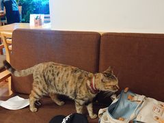 -猫的天空之城概念书店(苏州平江店)