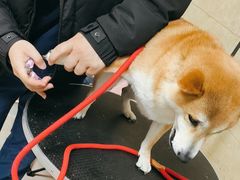 -佳雯宠物医院·皮肤科·内外科(春晓路分院)