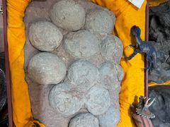 -志强陨石馆(双季花艺店)