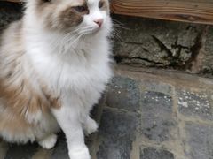 -喵屿·大理花园猫咖