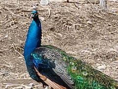 -新疆天山野生动物园