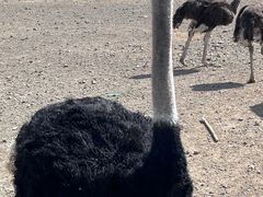 -新疆天山野生动物园