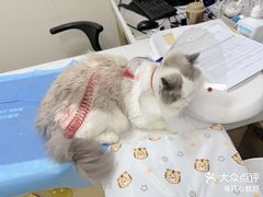 -美联众合爱康动物医院•复杂内科•肿瘤科•牙科•腔镜诊疗中心