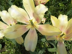 -长春公园(普阳街道)