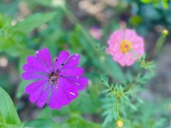 -合肥滨湖国家森林公园