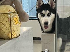 -共舞时光猫咖·狗咖(新街口店)