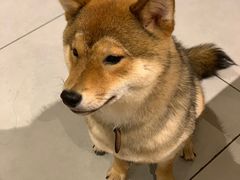 -柴务处·柴犬主题狗咖