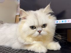 -瑞派康怡24h宠物医院·犬猫医疗中心·微创绝育(瑞景分院)