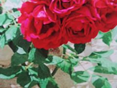 -满记甜品(巴黎春天宝山店)