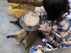 -喵屿·大理花园猫咖