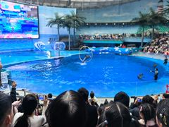 -海合安成都极地海洋公园