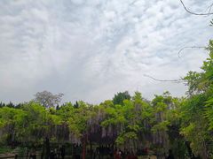 -嘉定紫藤园