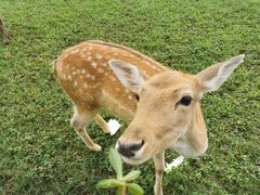 -苏州太湖西山岛开心农场