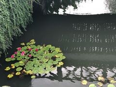 -荷塘月色湿地公园·向阳花洲